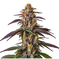 Mendocino Purple Kush - Seeds Pack: 1-samen