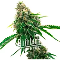 Mexican Haze - Seeds Pack: 3-samen