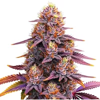 Mimosa F1 - Seeds Pack: 3-samen