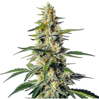 Moby Regulär - Seeds Pack: 1-samen