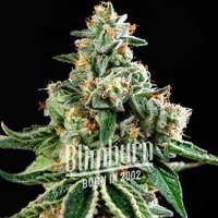 Moby x Do-Si-Dos - Seeds Pack: 3-samen