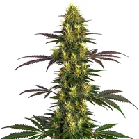 Mohan Ram - Seeds Pack: 1-samen