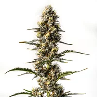 NYC Diesel - Seeds Pack: 3-samen