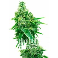 NYC Diesel Regulär - Seeds Pack: 3-samen