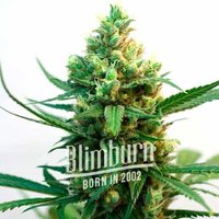 Nemesis - Seeds Pack: 3-samen