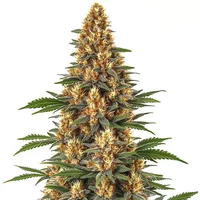 Neville's Haze - Seeds Pack: 3-samen