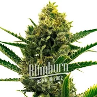 Nicole Kush - Seeds Pack: 3-samen