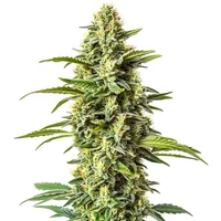 Northern Critical - Seeds Pack: 3-samen