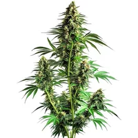 Northern Lights Auto F1 - Seeds Pack: 6-samen
