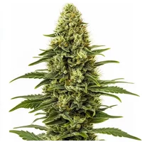 Northern Lights Regulär - Seeds Pack: 1-samen