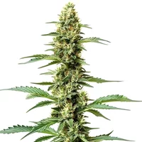 Northern Lights x Chronic - Seeds Pack: 1-samen