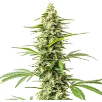 Northern Lights x Do-Si-Dos - Seeds Pack: 3-samen