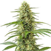 Northern Lights x Skunk - Seeds Pack: 1-samen
