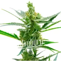 Northern Lights x Blueberry Auto - Seeds Pack: 1-samen