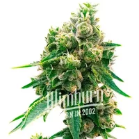 Northern Lights x Cinderella 99 - Seeds Pack: 3-samen