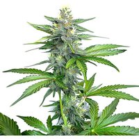 OG Kush Schnellversion - Seeds Pack: 3-samen