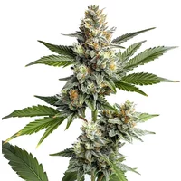 OG Kush Regulär - Seeds Pack: 3-samen