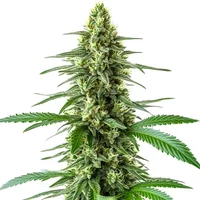 OG Kush x Amnesia - Seeds Pack: 3-samen