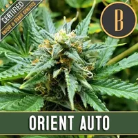 Orient Auto - Seeds Pack: 9-samen