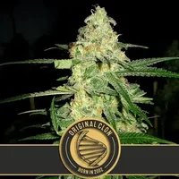 Original Clon - Seeds Pack: 9-samen
