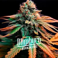 Orange Cake - Seeds Pack: 1-samen