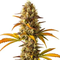 Orange Cookies - Seeds Pack: 6-samen