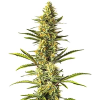 Orange Cream - Seeds Pack: 1-samen