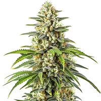 Orange Kush - Seeds Pack: 1-samen