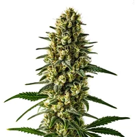 Oregon Underdawg - Seeds Pack: 1-samen