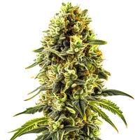 Original Cheese - Seeds Pack: 1-samen