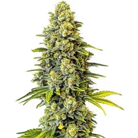 Original Glue - Seeds Pack: 1-samen