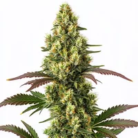 Original Lemon Pie - Seeds Pack: 1-samen