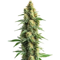 Orka - Seeds Pack: 9-samen
