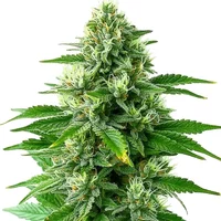 POG - Seeds Pack: 6-seeds