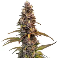 Peachez Samen - Seeds Pack: 6-seeds