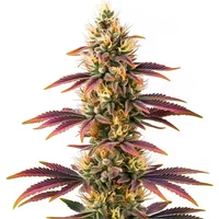 Peyote Cookies - Seeds Pack: 1-samen