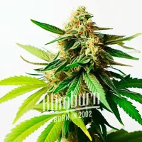 Pineapple Auto - Seeds Pack: 1-samen
