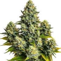 Pineapple Chunk - Seeds Pack: 6-samen