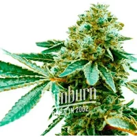 Pineapple Haze - Seeds Pack: 3-samen