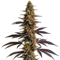 Platinum Cookies - Seeds Pack: 9-samen