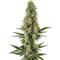 Powerplant Schnellversion - Seeds Pack: 6-samen