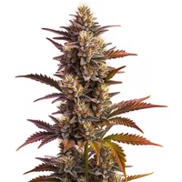 Purple Bubba Kush - Seeds Pack: 3-samen