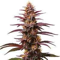 Purple Kush Auto - Seeds Pack: 3-samen