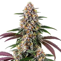 Purple Punch - Seeds Pack: 6-samen