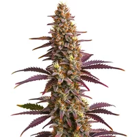 Sunset Purple Auto - Seeds Pack: 1-samen