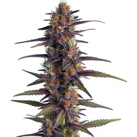 Purple Thai Regulär - Seeds Pack: 6-samen