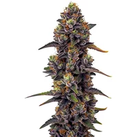 Purple Urkle - Seeds Pack: 6-samen