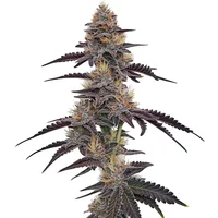 Purple Pineapple - Seeds Pack: 6-seeds