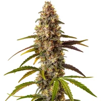 Quarter Pounder Auto - Seeds Pack: 6-samen