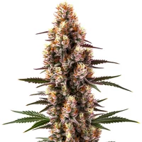 Rainbow Kush Auto - Seeds Pack: 6-samen